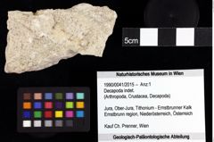 Foto (Objket + Etiketten) von Decapoda indet. 